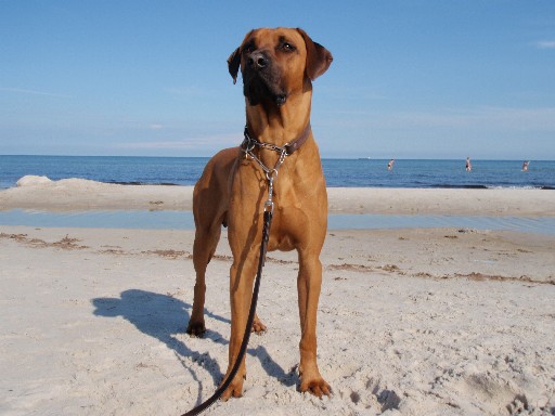 Gaius 25 months old Rhodesian Ridgeback