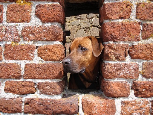 Gaius 25 months old Rhodesian Ridgeback