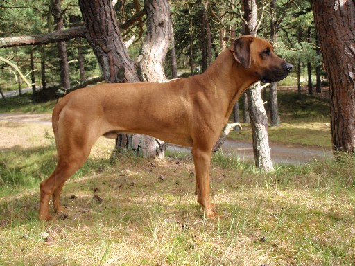 Gaius 25 months old Rhodesian Ridgeback