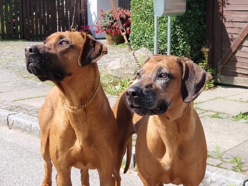 Gaius 26 months old Rhodesian Ridgeback