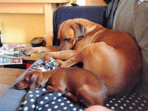 Gaius 26 months old Rhodesian Ridgeback