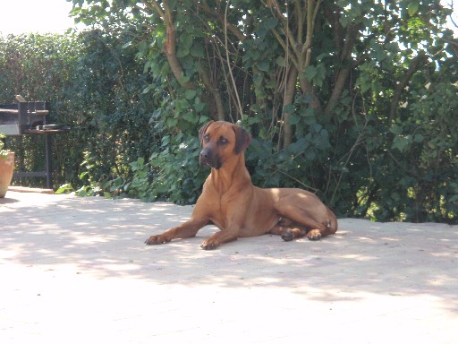 Gaius 27 months old Rhodesian Ridgeback