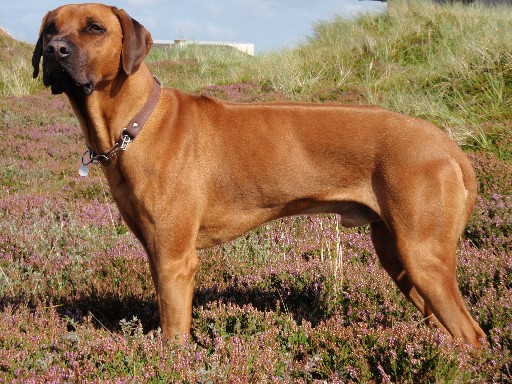 Gaius 27 months old Rhodesian Ridgeback