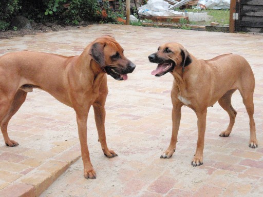 Gaius 28 months old Rhodesian Ridgeback