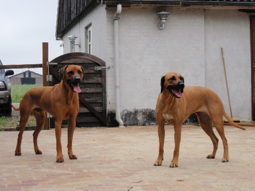 Gaius 28 months old Rhodesian Ridgeback