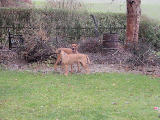 Gaius 29 months old Rhodesian Ridgeback meets Zumelis Fanikiwa