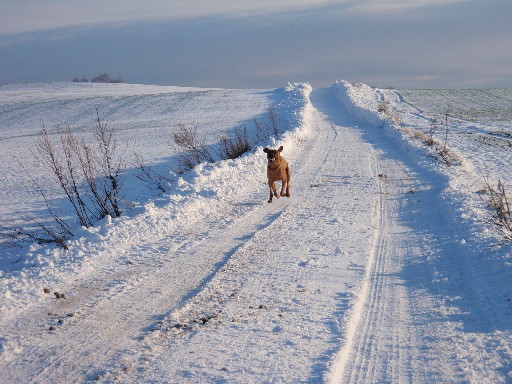 Gaius 30 months old Rhodesian Ridgeback