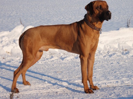 Gaius 30 months old Rhodesian Ridgeback