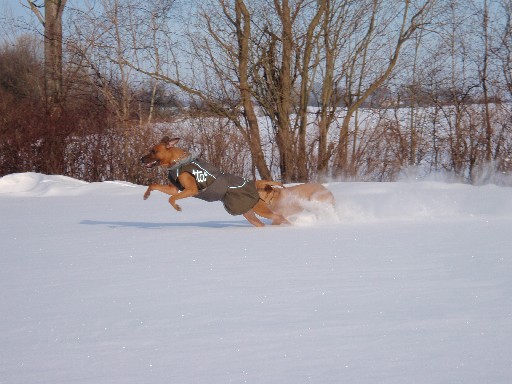 Gaius 33 months old Rhodesian Ridgeback