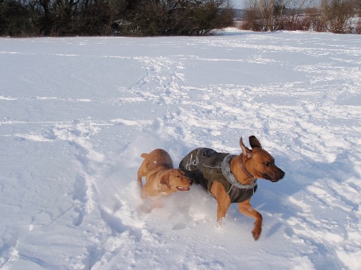 Gaius 33 months old Rhodesian Ridgeback