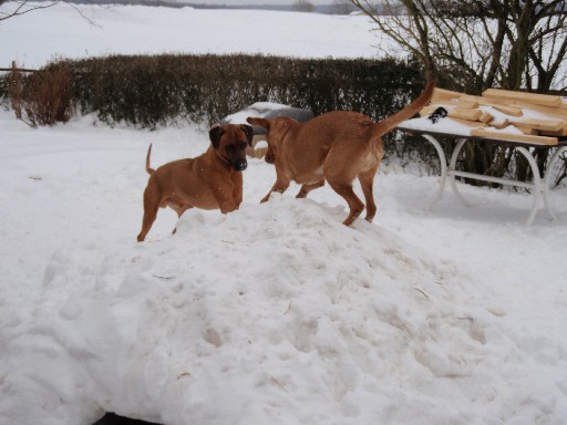 Gaius 34 months old Rhodesian Ridgeback