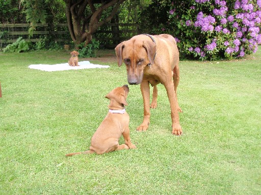 Gaius 36 months old Rhodesian Ridgeback