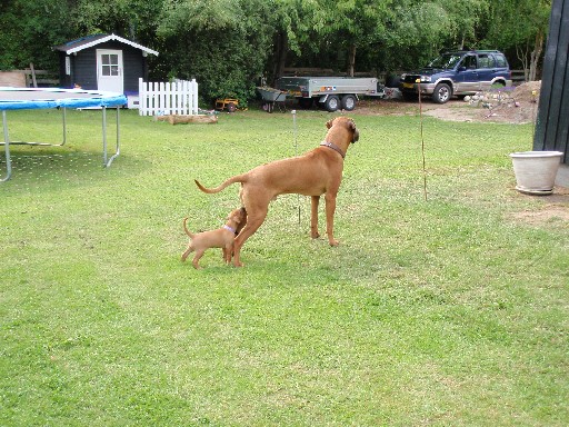 Gaius 36 months old Rhodesian Ridgeback