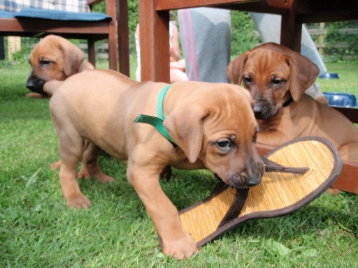 Gaius 36 months old Rhodesian Ridgeback