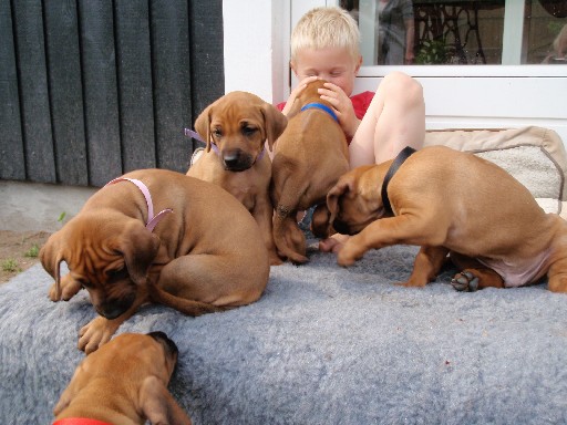 Gaius 36 months old Rhodesian Ridgeback