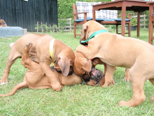 Gaius 36 months old Rhodesian Ridgeback