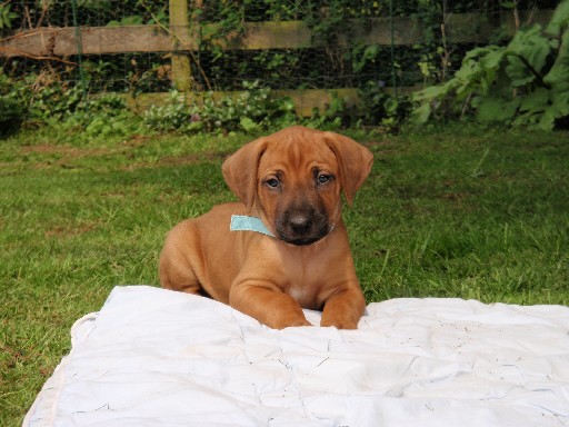 Gaius 36 months old Rhodesian Ridgeback