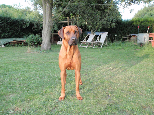 Gaius 37 months old Rhodesian Ridgeback