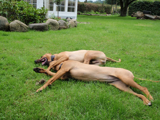 Gaius 38 months old Rhodesian Ridgeback