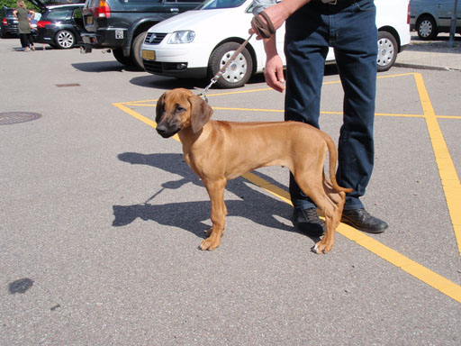 Gaius 39 months old Rhodesian Ridgeback