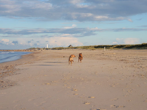 Gaius 39 months old Rhodesian Ridgeback