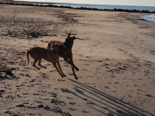 Gaius 39 months old Rhodesian Ridgeback