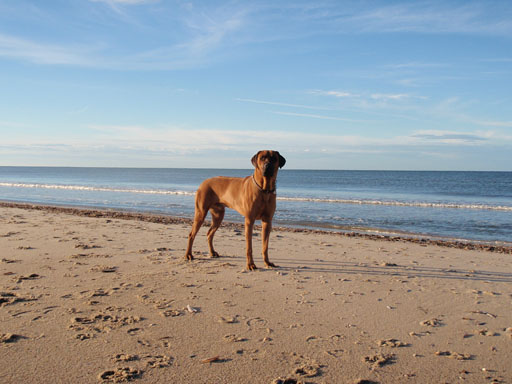 Gaius 39 months old Rhodesian Ridgeback