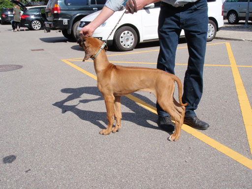 Gaius 39 months old Rhodesian Ridgeback