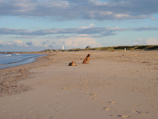 Gaius 39 months old Rhodesian Ridgeback