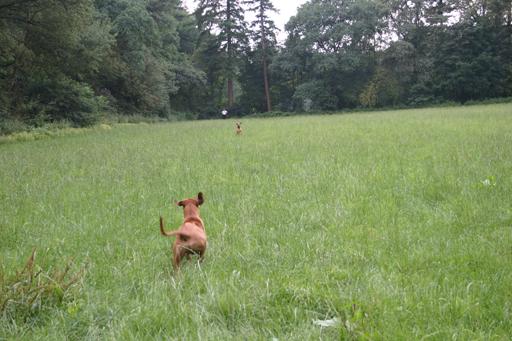 Gaius 40 months old rhodesian ridgeback