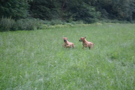 Gaius 40 months old rhodesian ridgeback