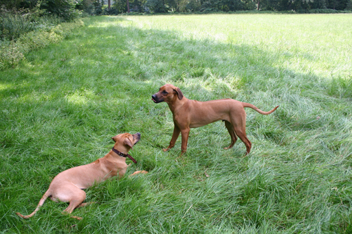 Gaius 40 months old rhodesian ridgeback