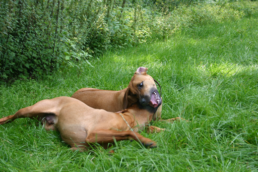 Gaius 40 months old rhodesian ridgeback