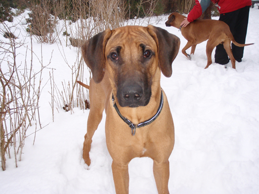 Gaius 42 months old Rhodesian Ridgeback