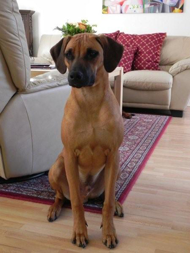 Gaius 43 months old Rhodesian Ridgeback