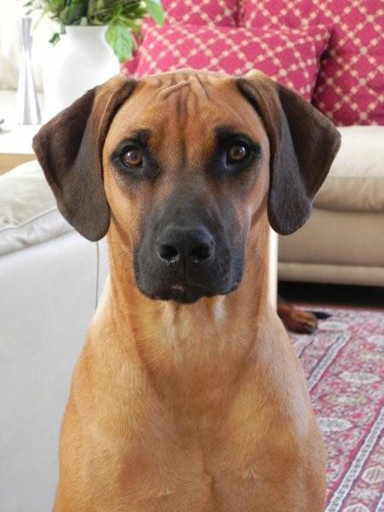 Gaius 43 months old Rhodesian Ridgeback