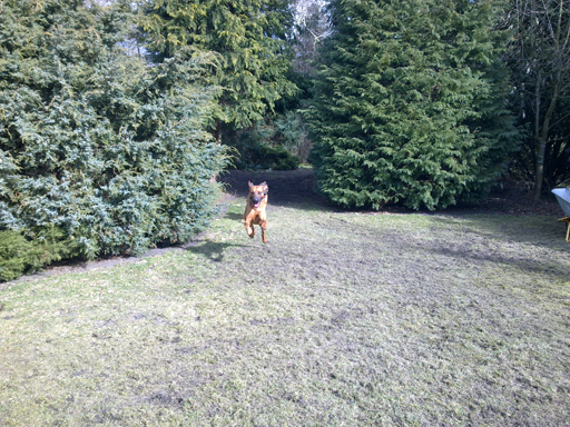 Gaius 45 months old Rhodesian Ridgeback