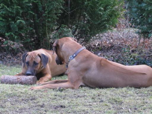 Gaius 45 months old Rhodesian Ridgeback