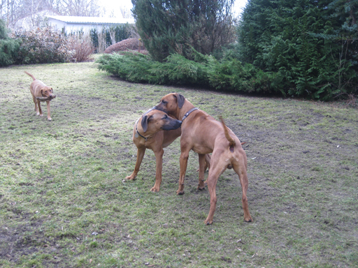 Gaius 45 months old Rhodesian Ridgeback