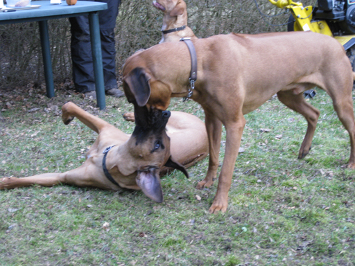 Gaius 45 months old Rhodesian Ridgeback