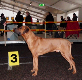 Gaius 46 months old Rhodesian Ridgeback