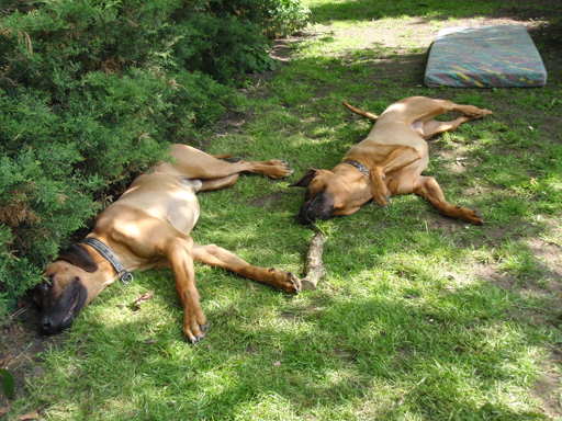 Gaius 47 months old Rhodesian Ridgeback