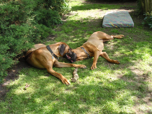 Gaius 47 months old Rhodesian Ridgeback