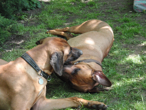 Gaius 47 months old Rhodesian Ridgeback