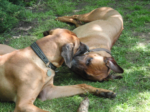 Gaius 47 months old Rhodesian Ridgeback