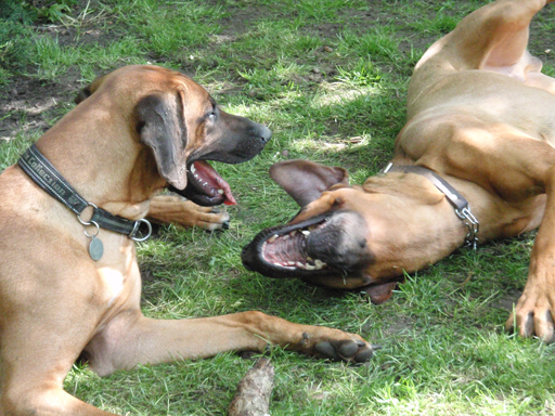 Gaius 47 months old Rhodesian Ridgeback