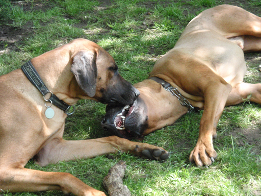 Gaius 47 months old Rhodesian Ridgeback