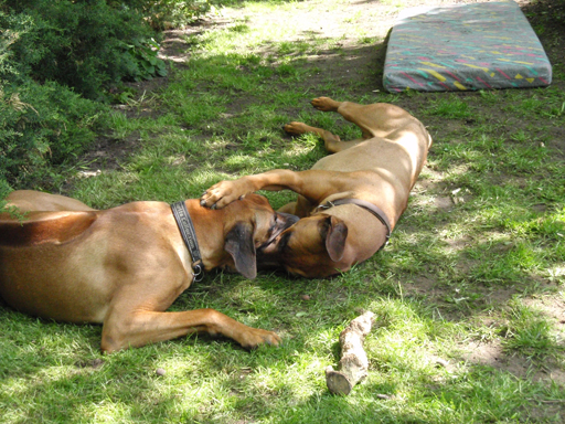 Gaius 47 months old Rhodesian Ridgeback