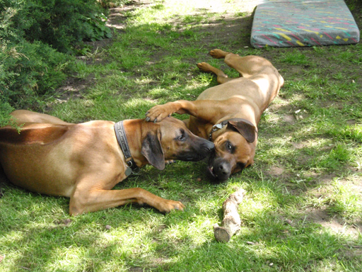 Gaius 47 months old Rhodesian Ridgeback