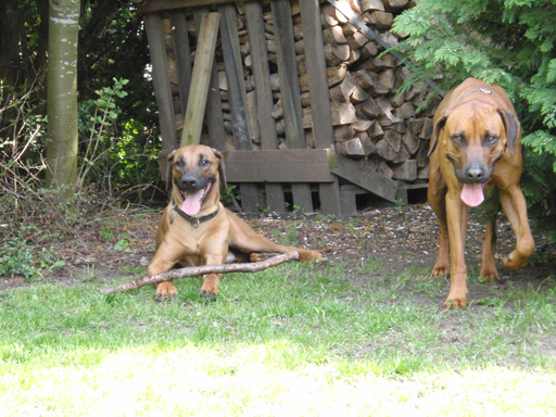 Gaius 47 months old Rhodesian Ridgeback